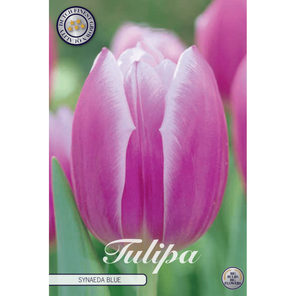 Tulipan Synaeda Blue 10-pakning