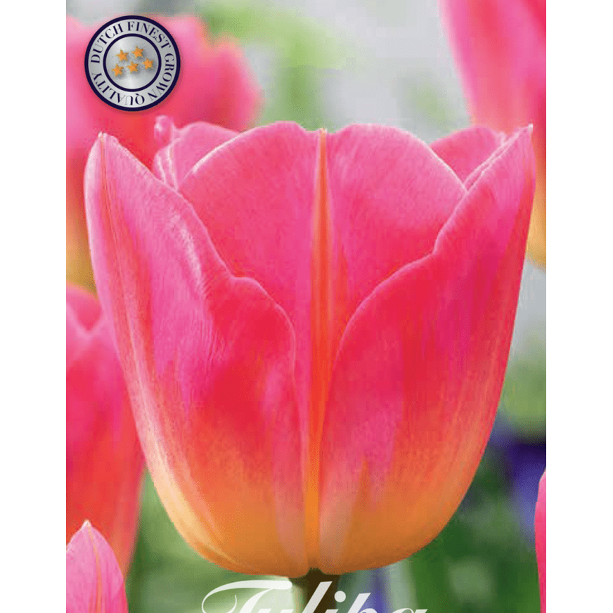 Tulipan Tom Pouce 7-pakning