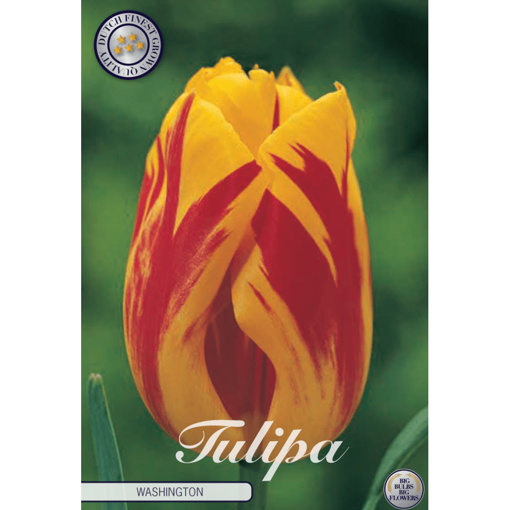 Tulipan Washington 10-pakning