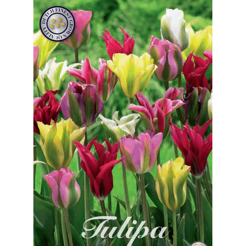Tulipan Viridiflora Mixed 7-pakning