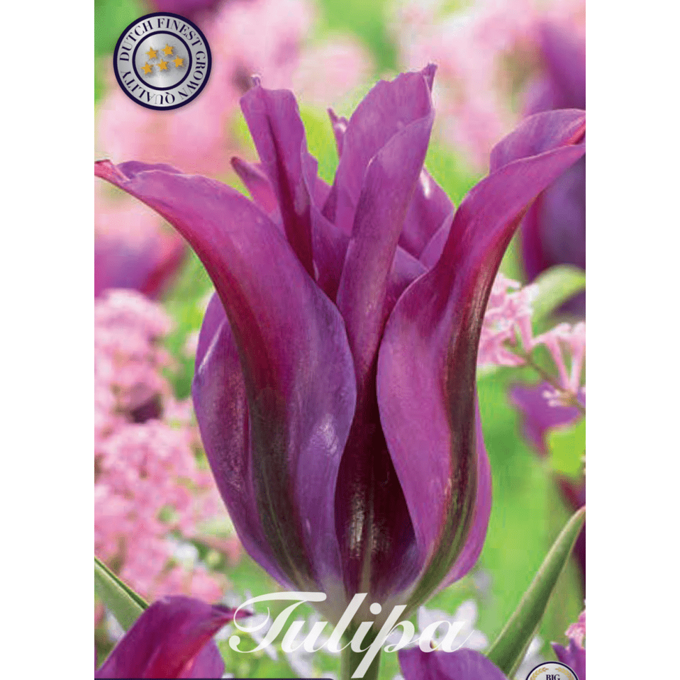 Tulipan Purple Doll 7-pakning
