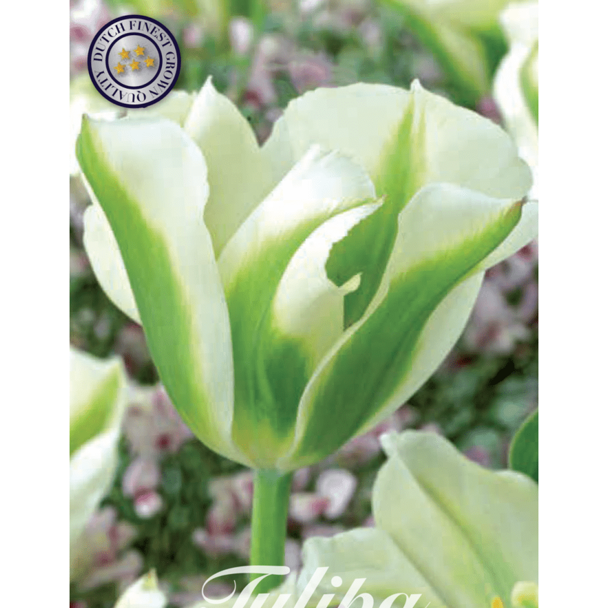 Tulipan Spring Green 7-pakning