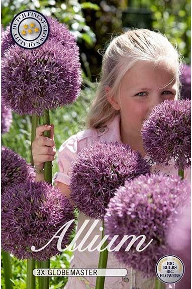Allium Pinball Wizard 3-pakning