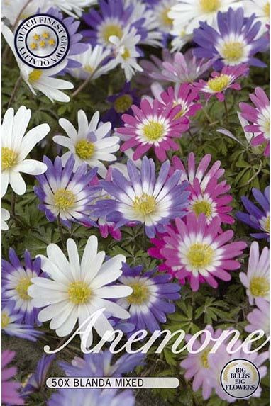 Anemone Mix 50-pakning