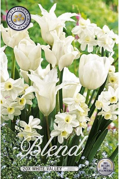 Tulip/Narcissus White Valley 20-pakning