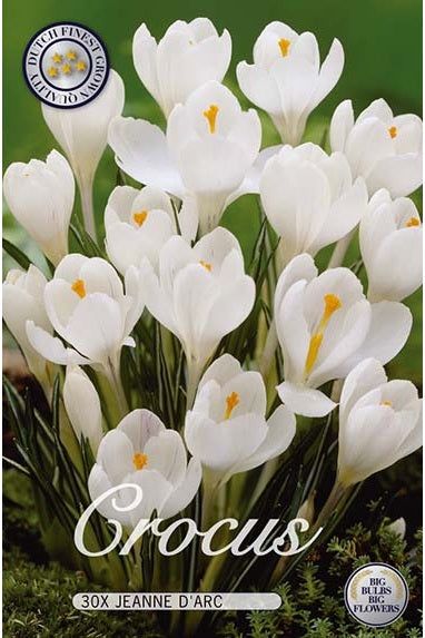 Crocus Jeanne D'Arc 30-pakning