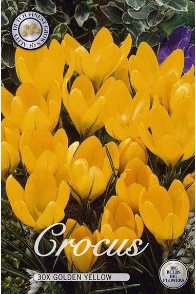 Krokus Gylden Gul 20-pakning