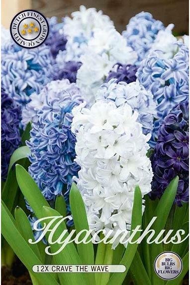 Hyacinth Crave the Wave 12-pakning