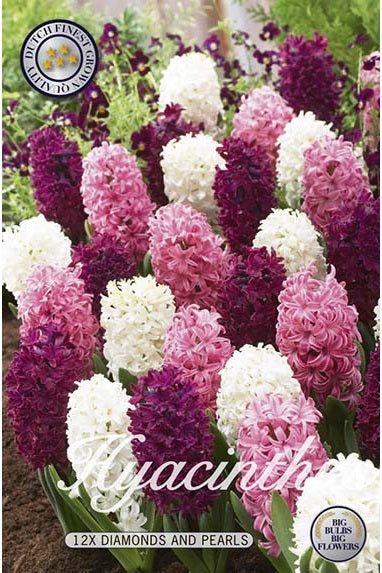 Hyacinth Diamonds and Pearls 12-pakning