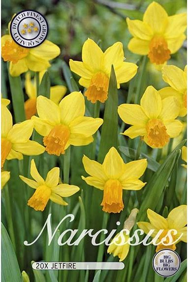 Narciss Jetfire 20-pakning