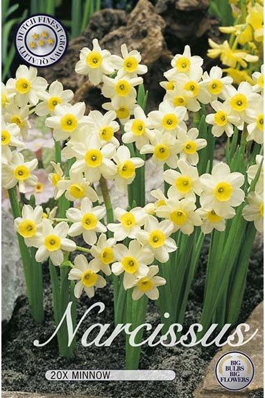 Narcissus Minnow 20-pakning