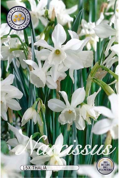Narcissus Thalia 12-pakning