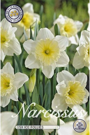 Narciss Ice Follies 12-pakning