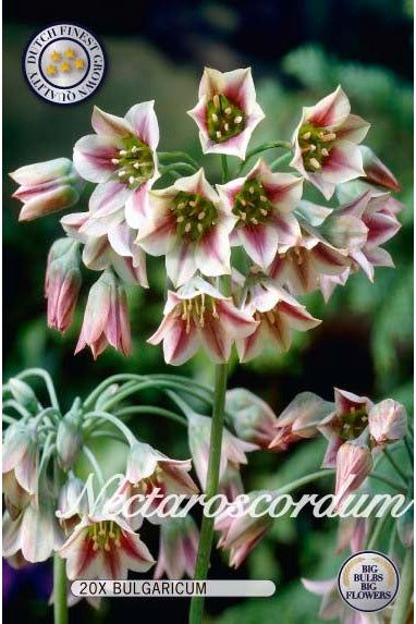 Nektaroscordum Bulgaricum 20-pakning