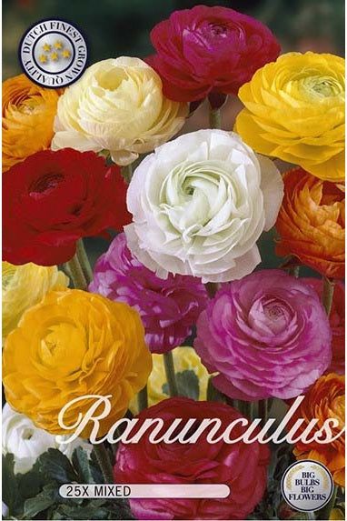 Ranunculus Asian Mix 25-pakning