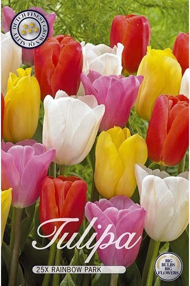 Tulip Rainbow Park 20-pakning