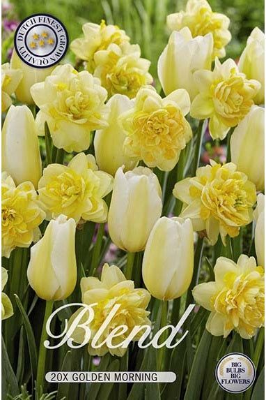 Tulipan/Narcissus Golden Morning 20-pakning