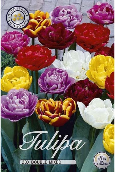 Tulpan Double Mix 15-pakning
