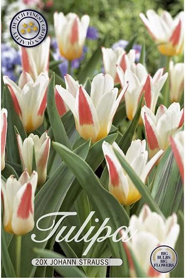 Tulip Johan Strauss 15-pakning