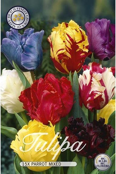 Tulip Parrot Tulip Mix 15-pakning