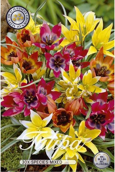 Tulpan Wild Mix 30-pakning