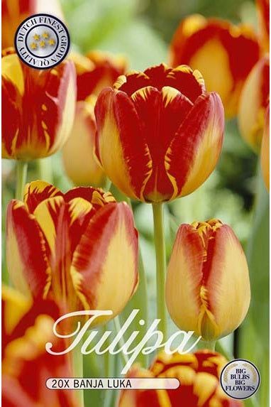 Tulip Banja Luka 20-pakning