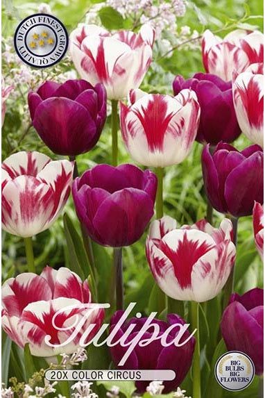 Tulip Color Circus 15-pakning
