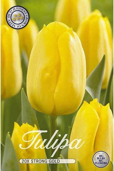 Tulpan Strong Gold 20-pakning