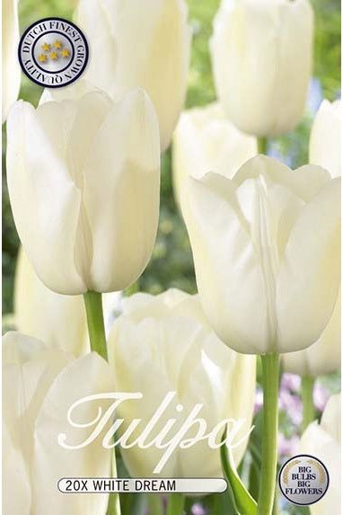 Tulip White Dream 20-pakning