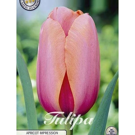 Tulipan 'Apricot Impression' (NEW) 10-pakning