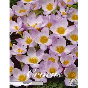 Krokus-Crocus Botanical 'Firefly' (NY) 20-pakning