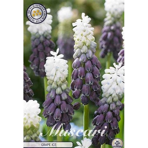Bredbladet perlehyasint-Muscari latifolium 'Grape Ice' (NEW) 7-pakning