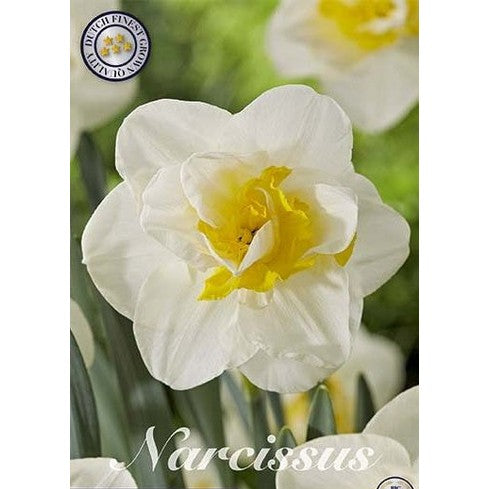 Narcissus Salou (NEW) 5-pakning