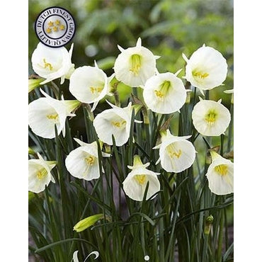 Narcissus 'White Petticoat' (NEW) 7-pakning
