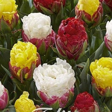 Tulipan 'Ice Cream Mixed Garden' (NEW) 5-pakning