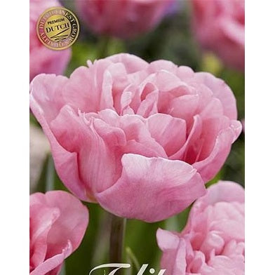 Tulipan 'Mariage' (NEW) 7-pakning