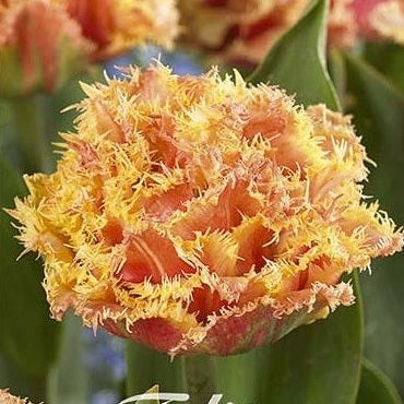 Tulipan 'Brisbane' (premium) (NY) 7-pakning