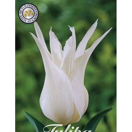 Tulipan Tres Chic (NEW) 7-pakning