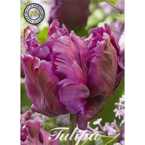 Tulipan 'Negrita Parrot' (NEW) 7-pakning
