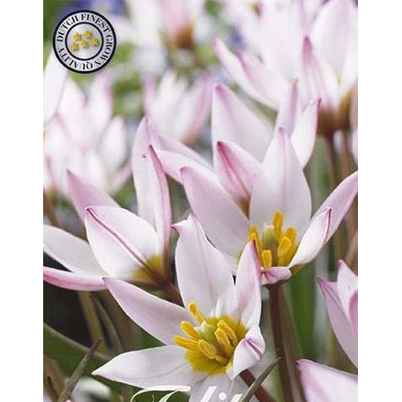 Tulipan 'Hilde' (NEW) 10-pakning