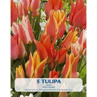 Tulipan Fun Colours 10-pakning
