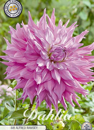 Dahlia Cactus Sir Alfred Ramsey 1-pakning