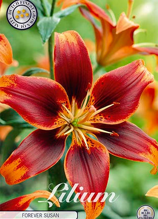 Asiatisk lilje-Lilium Forever Susan 2-pakning