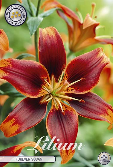 Asiatisk lilje-Lilium Forever Susan 2-pakning