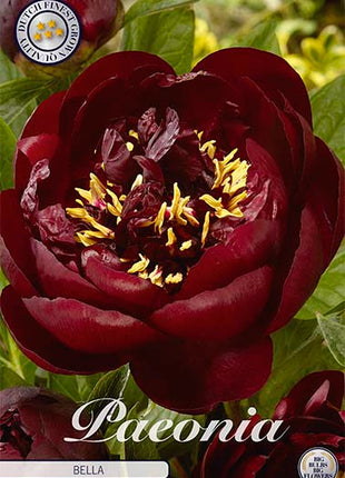 Peony-Paeonia Bella 1-pakning