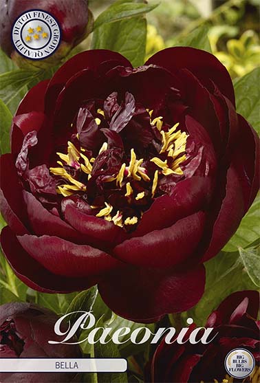 Peony-Paeonia Bella 1-pakning