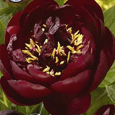 Pion-Paeonia Bella  1-pakke