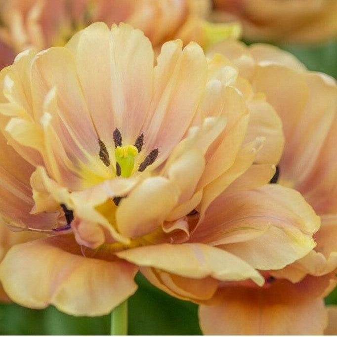 Tulipan 'La Belle Epoque' (premium) 5-pakning