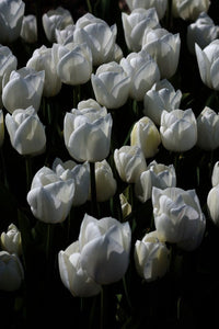 Tulip Royal Virgin 5-pakning