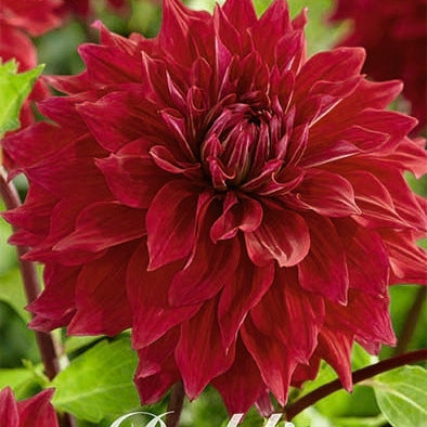 Dahlia Dekorativ Babylon Purple 1-pak NYHET
